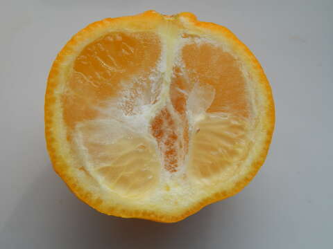 Image of Citrus × limonia