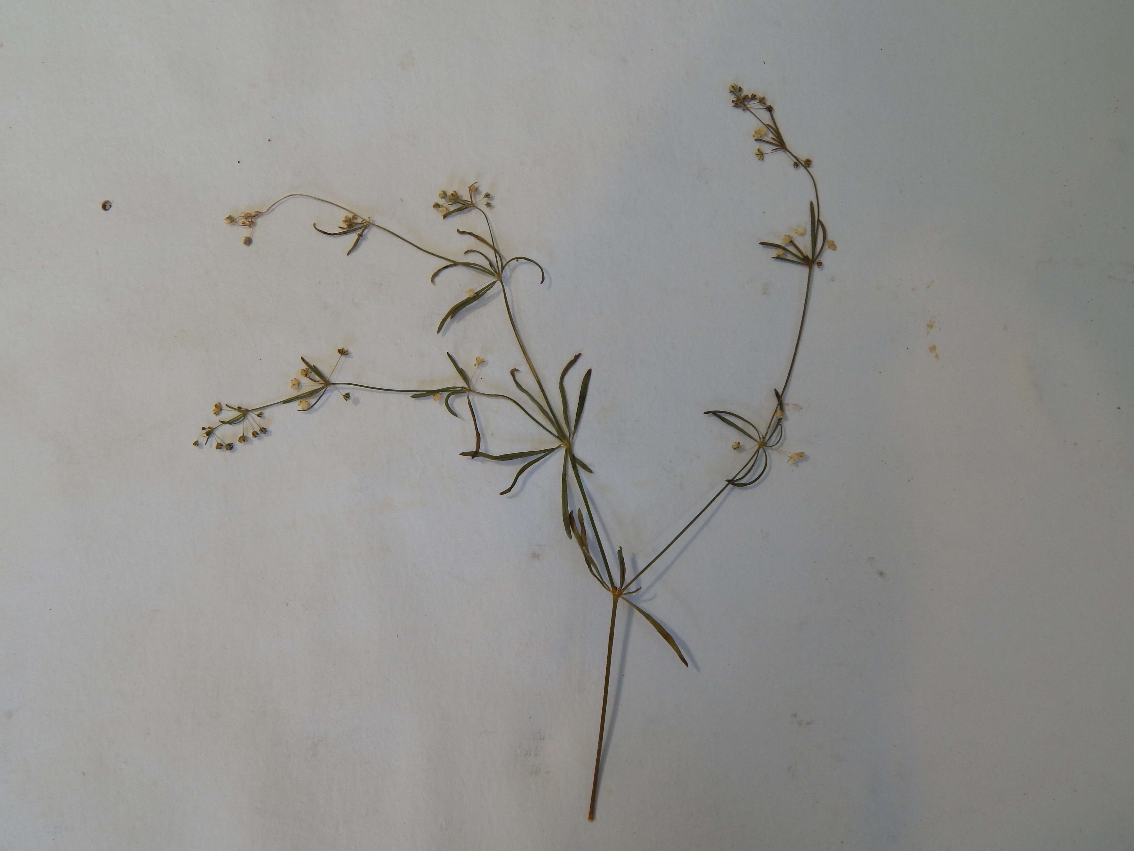 Image of Thread-Stem Carpetweed