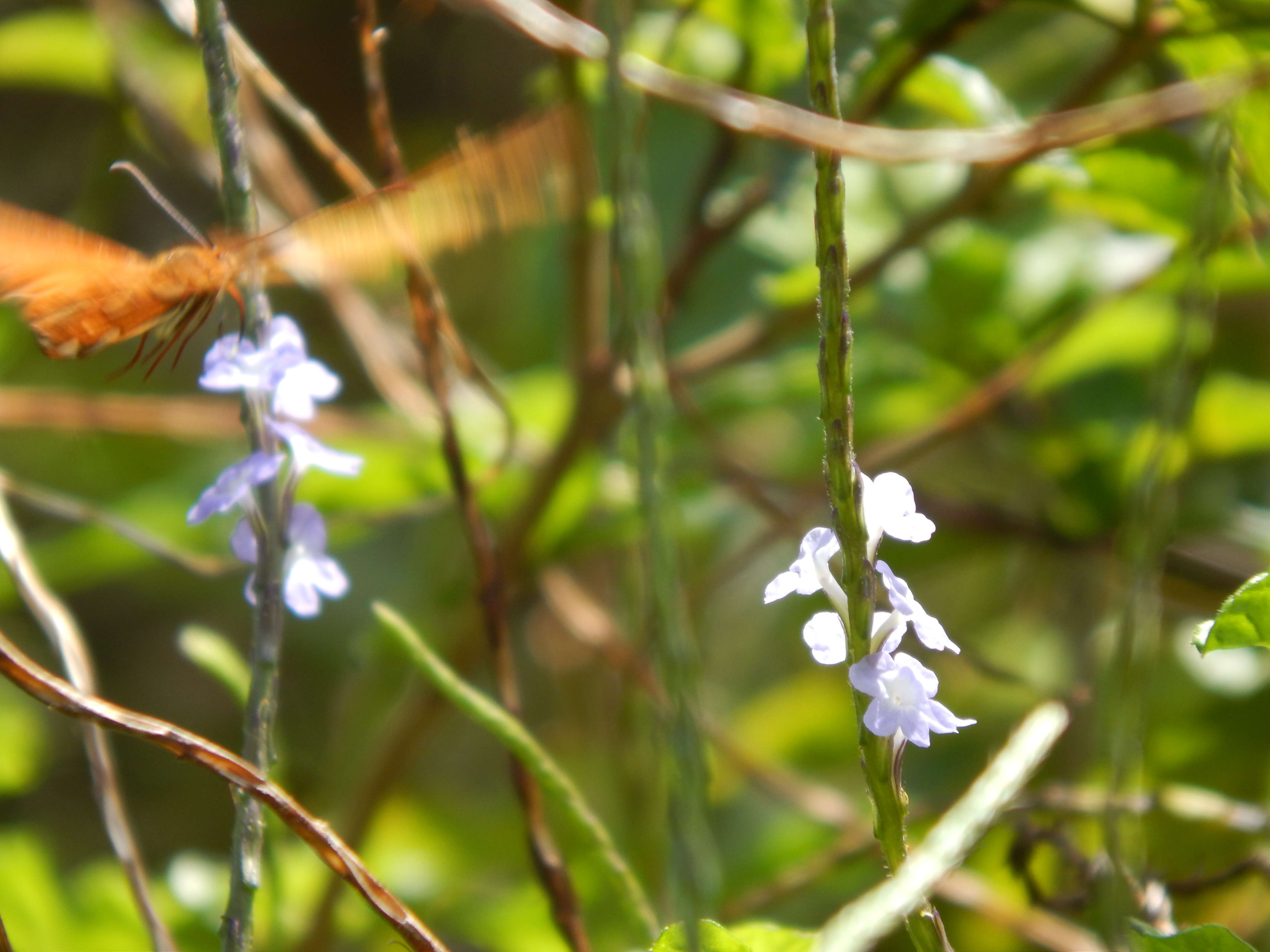 Image of light-blue snakeweed