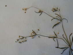 Image of Thread-Stem Carpetweed