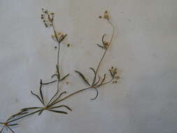 Image of Thread-Stem Carpetweed