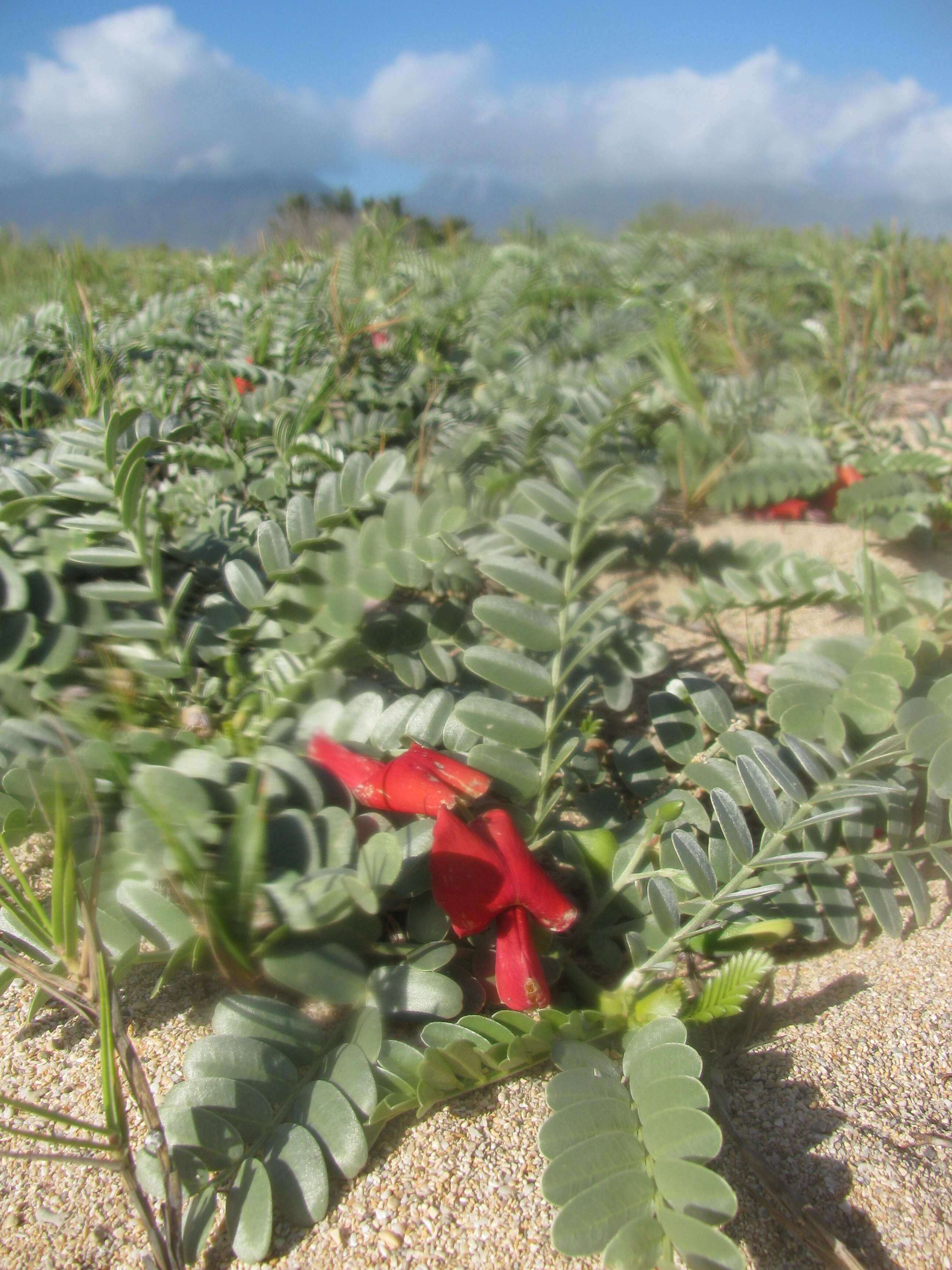 Image of Oahu riverhemp