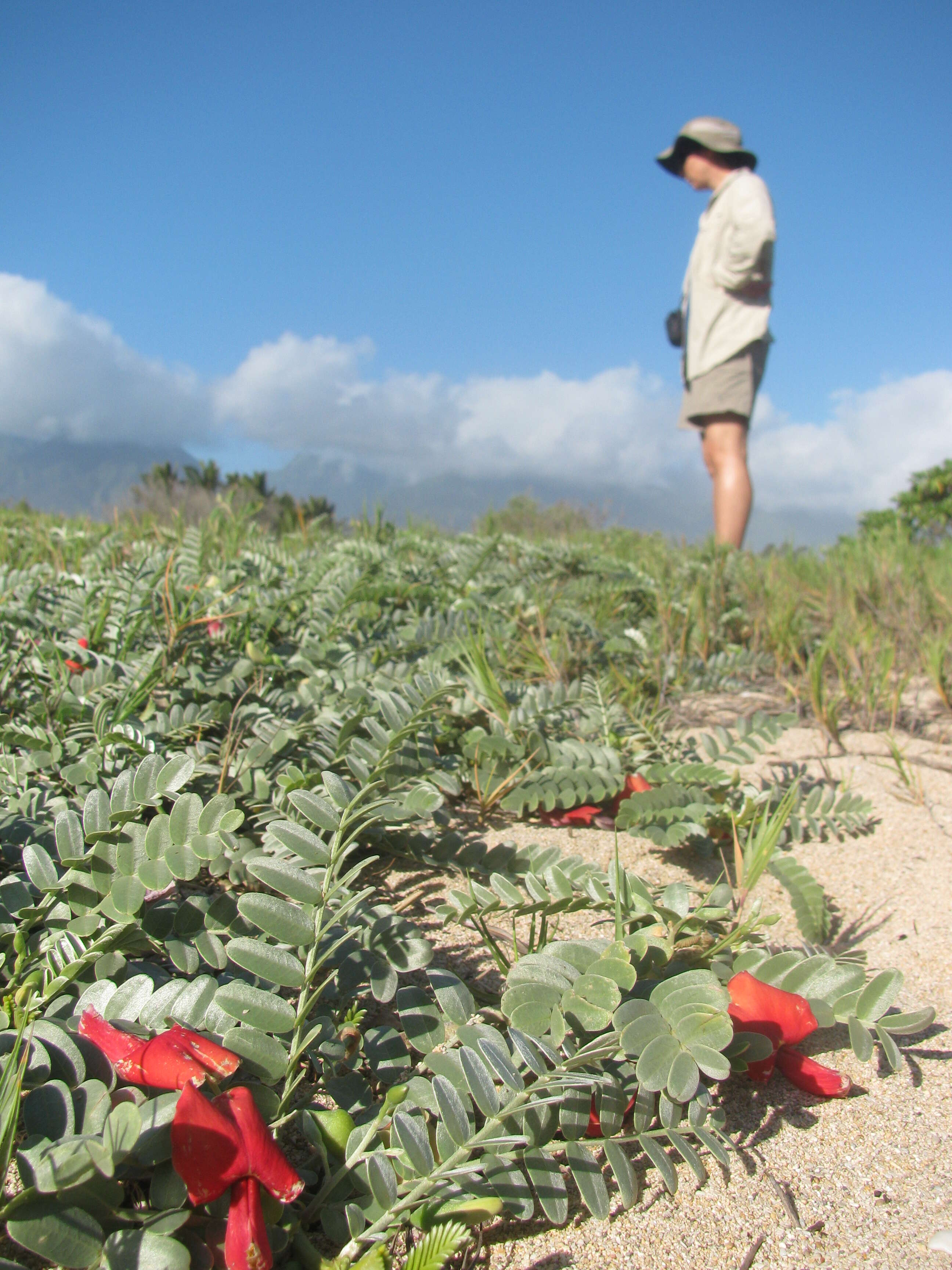 Image of Oahu riverhemp