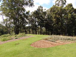 Imagem de Eucalyptus paniculata Sm.