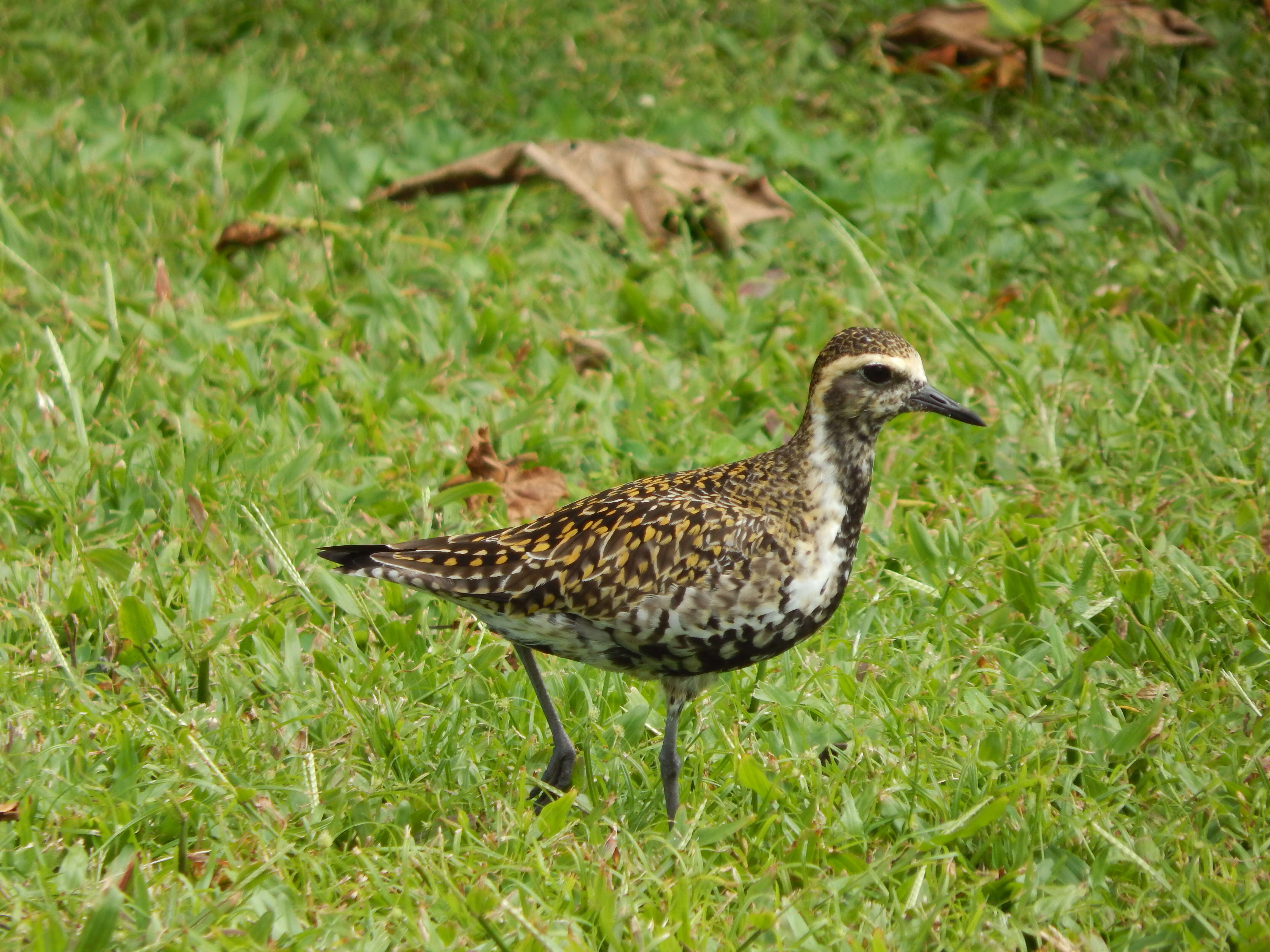 Image of hilograss