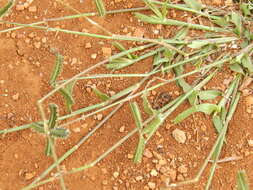 Image of Durban crowfoot grass