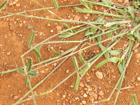 Image of Durban crowfoot grass