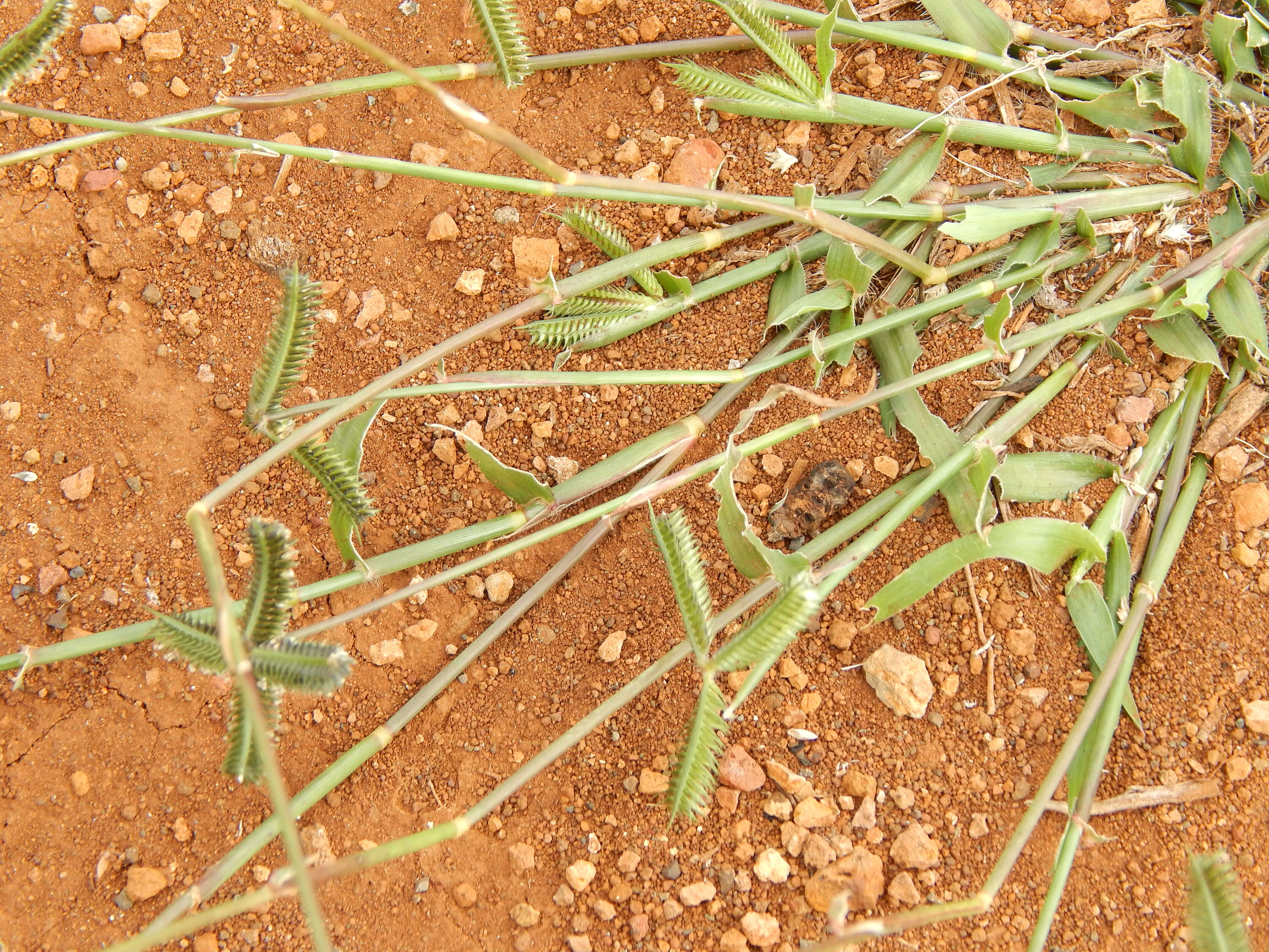 Image of Durban crowfoot grass