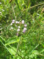 Image of tropical whiteweed