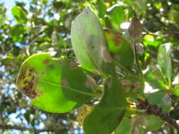 Image of coastal sandalwood