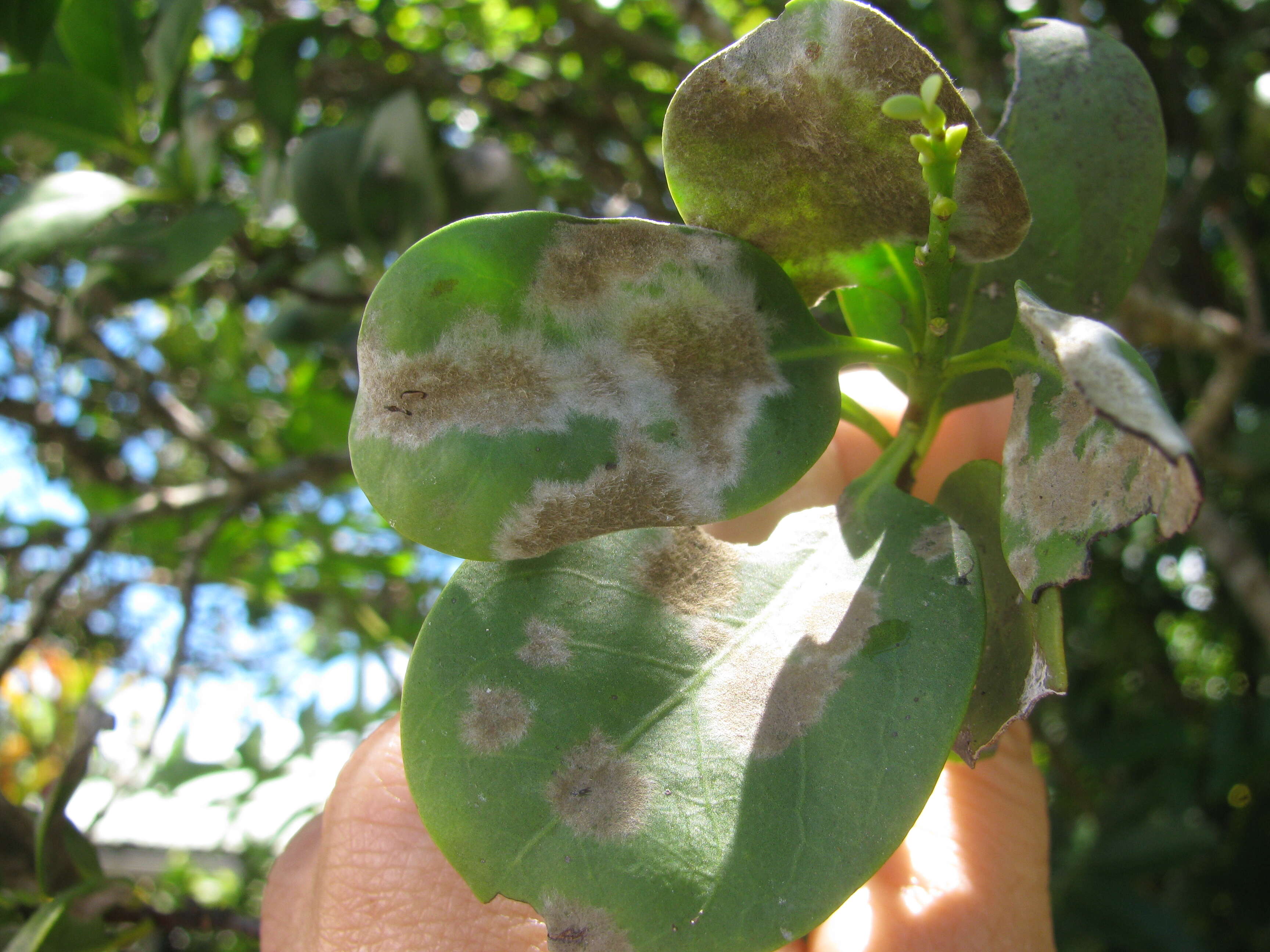 Image of coastal sandalwood