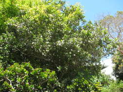 Image of coastal sandalwood