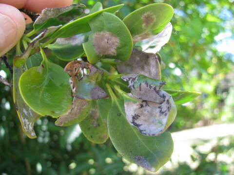 Image of coastal sandalwood