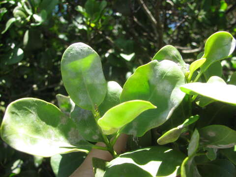 Image of coastal sandalwood