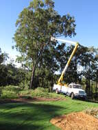 Imagem de Eucalyptus paniculata Sm.