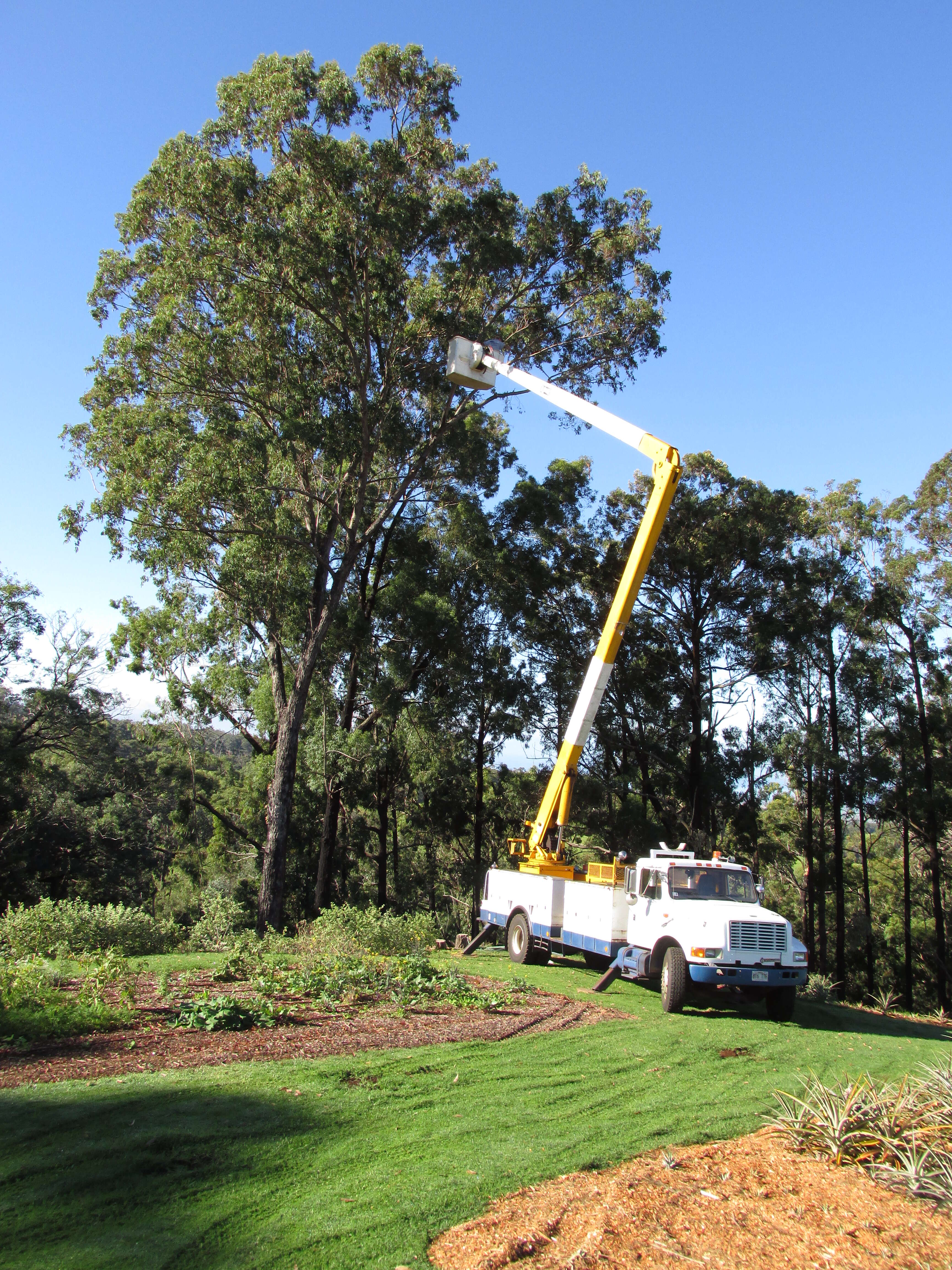 Imagem de Eucalyptus paniculata Sm.