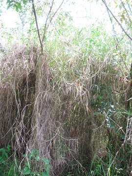 Image of Para Liverseed Grass