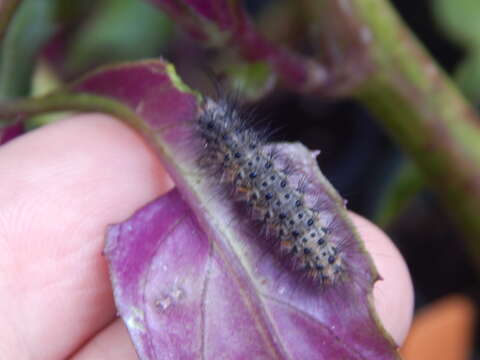 Image of Gynura bicolor (Roxb. ex Willd.) DC.