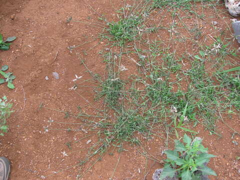 Image of Durban crowfoot grass