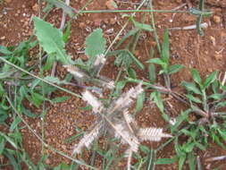 Image of Durban crowfoot grass