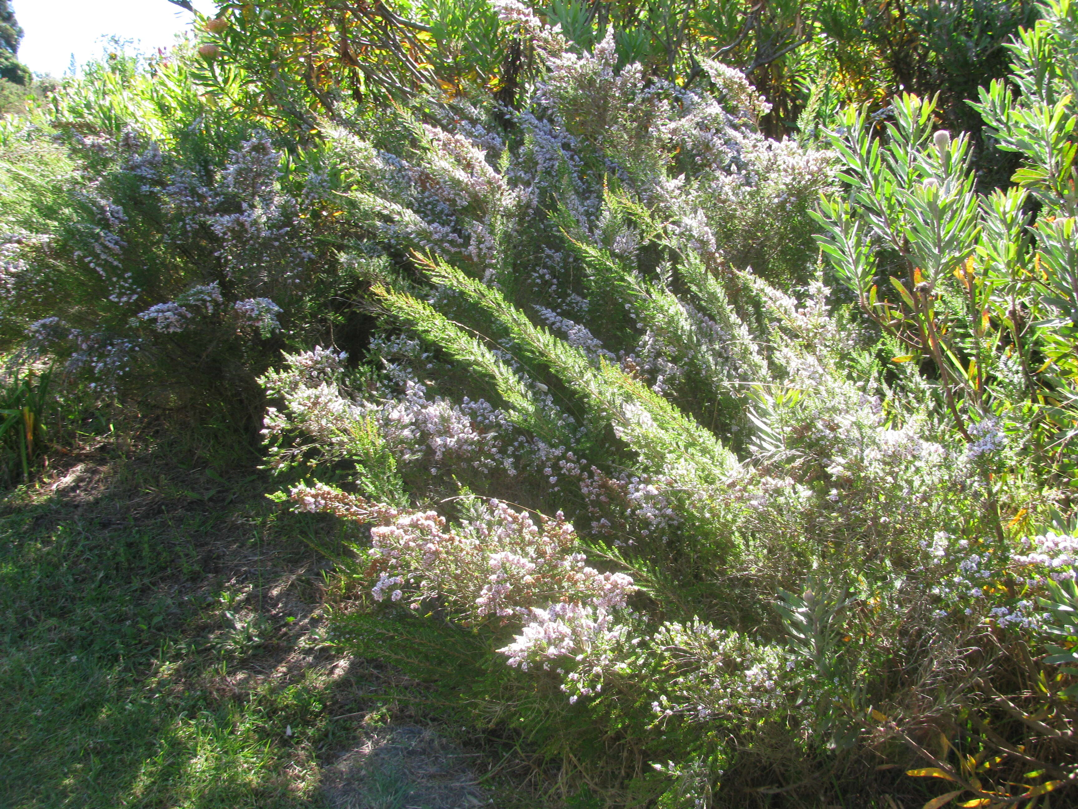 Sivun Thryptomene saxicola (A. Cunn. ex Hook.) Schauer kuva