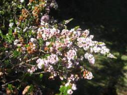 Image of Thryptomene