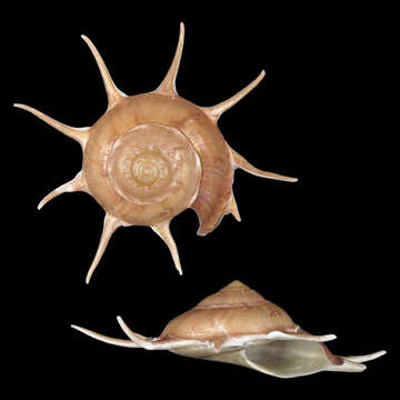 Image of Guildfordia superba Poppe, Tagaro & Dekker 2005