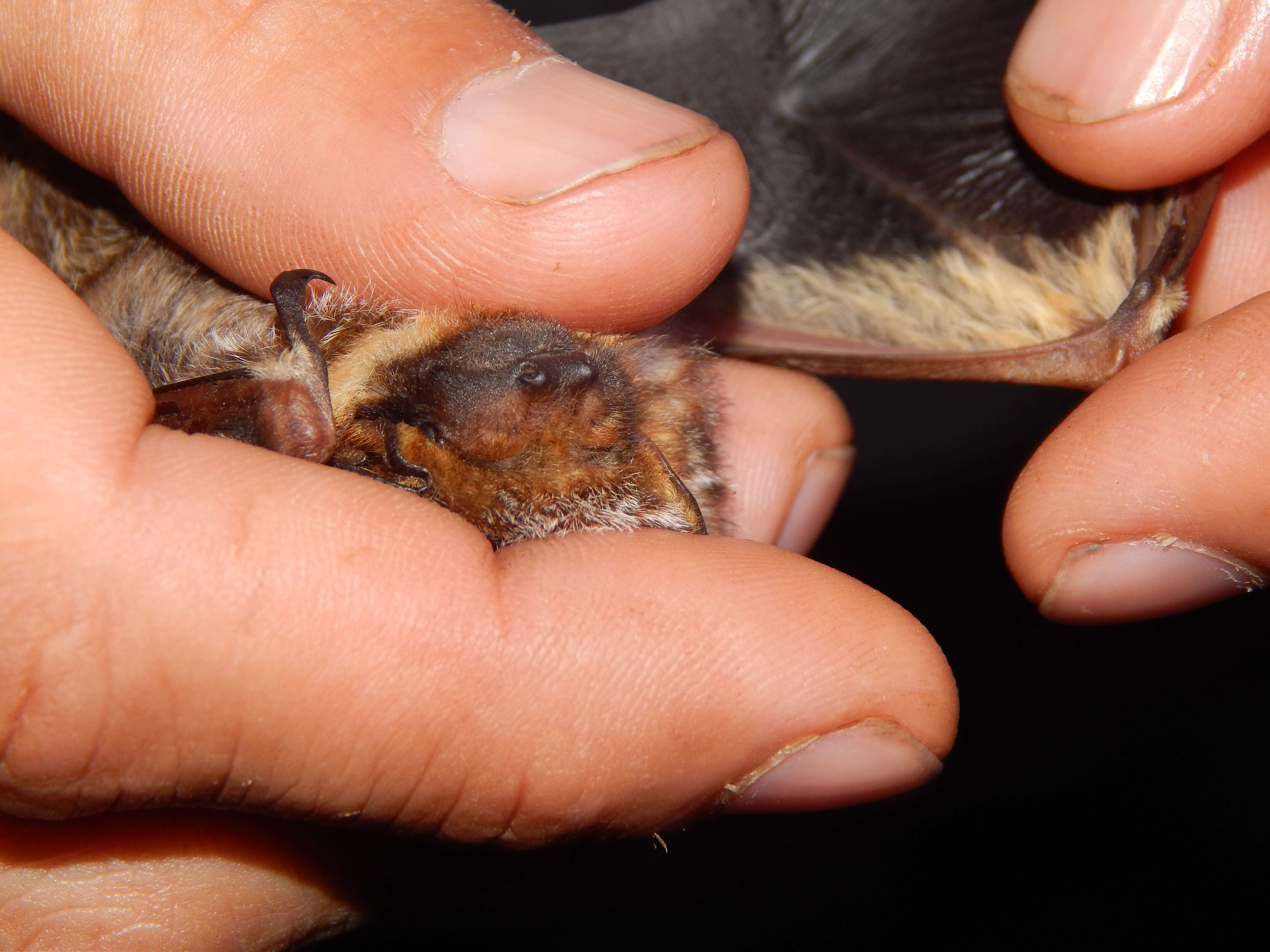 Image of Hawaiian Hoary Bat