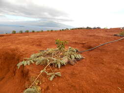 Image de Sesbania tomentosa Hook. & Arn.