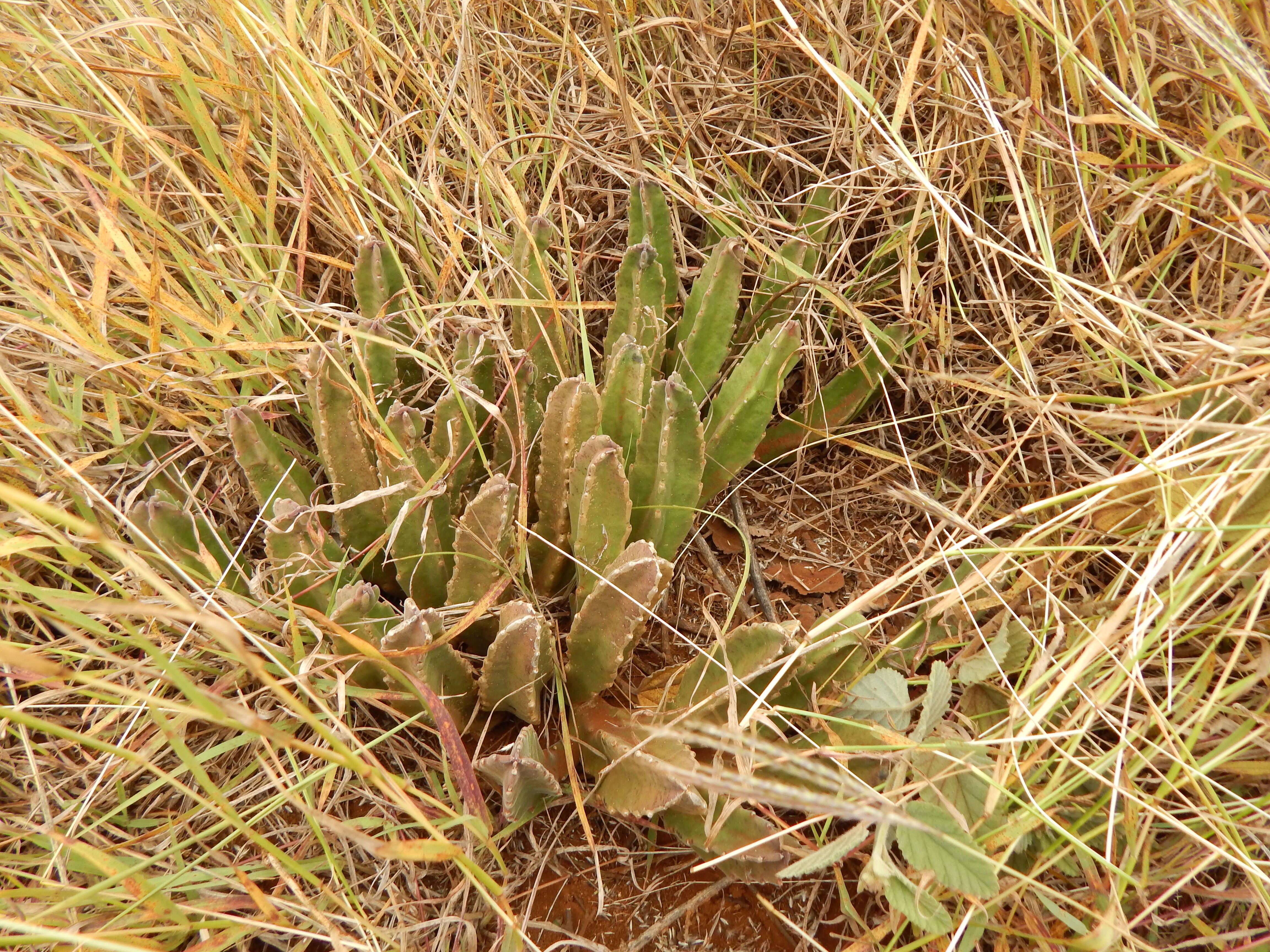 Image of Zulu giant