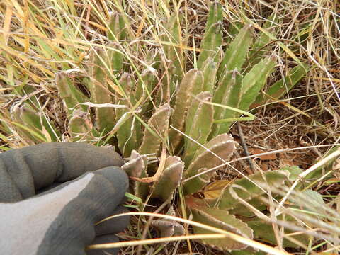 Image de Ceropegia gigantea (N. E. Br.) Bruyns