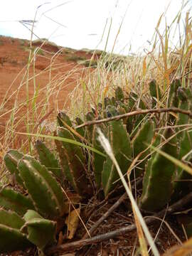 Image de Ceropegia gigantea (N. E. Br.) Bruyns