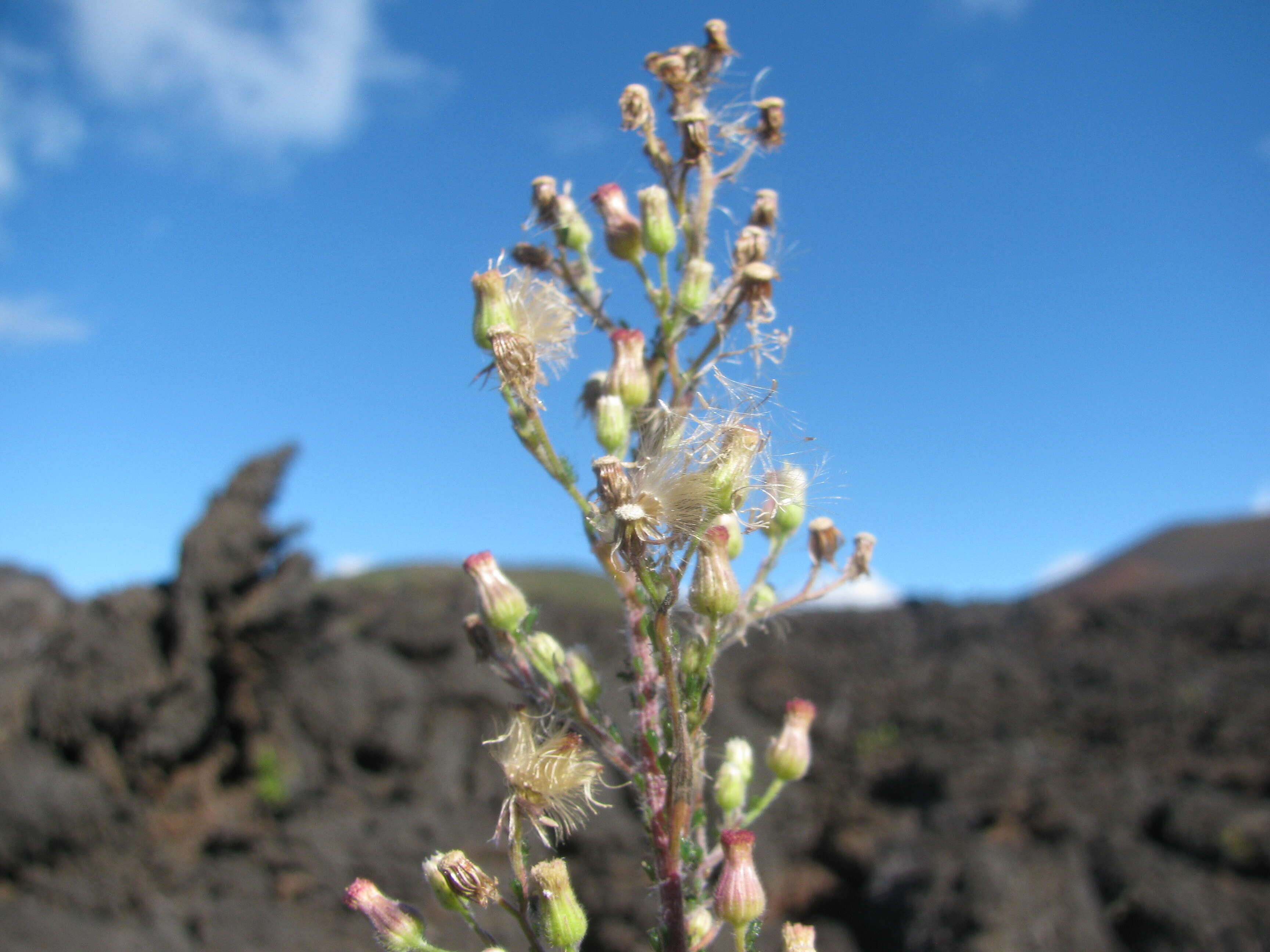 Image of asthmaweed