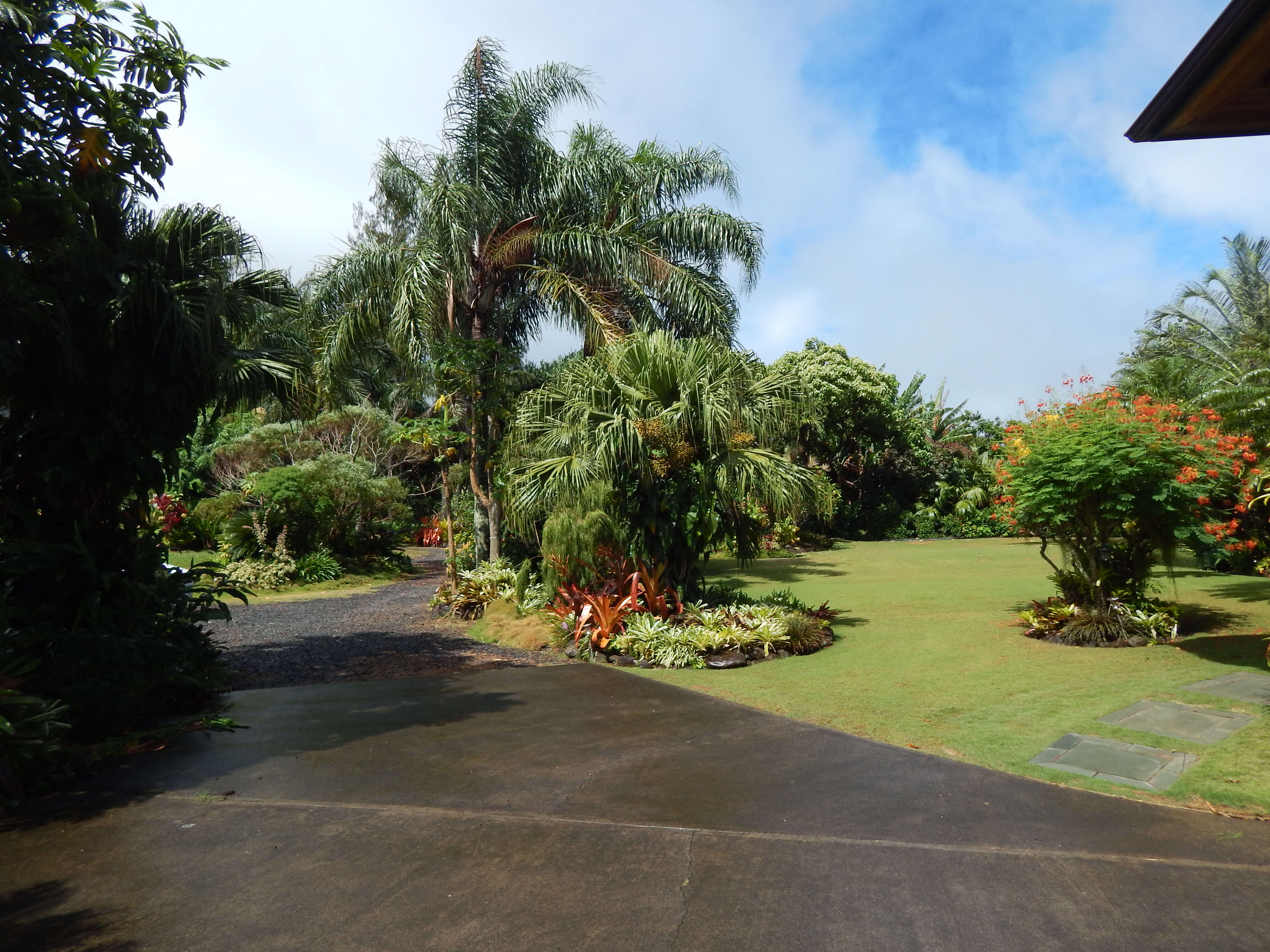 Image of fountain palm