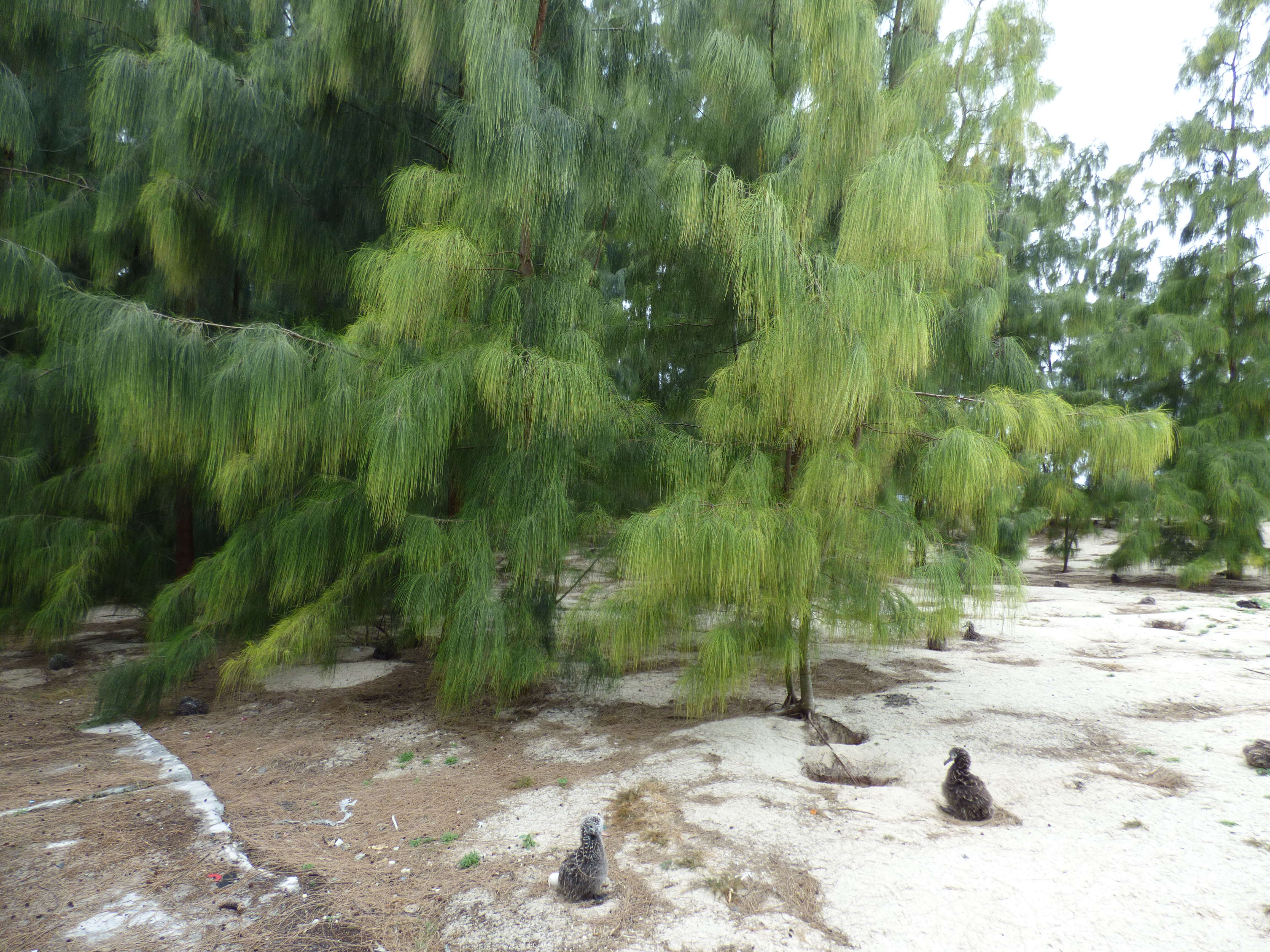 Image of gray sheoak