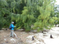 Image of gray sheoak