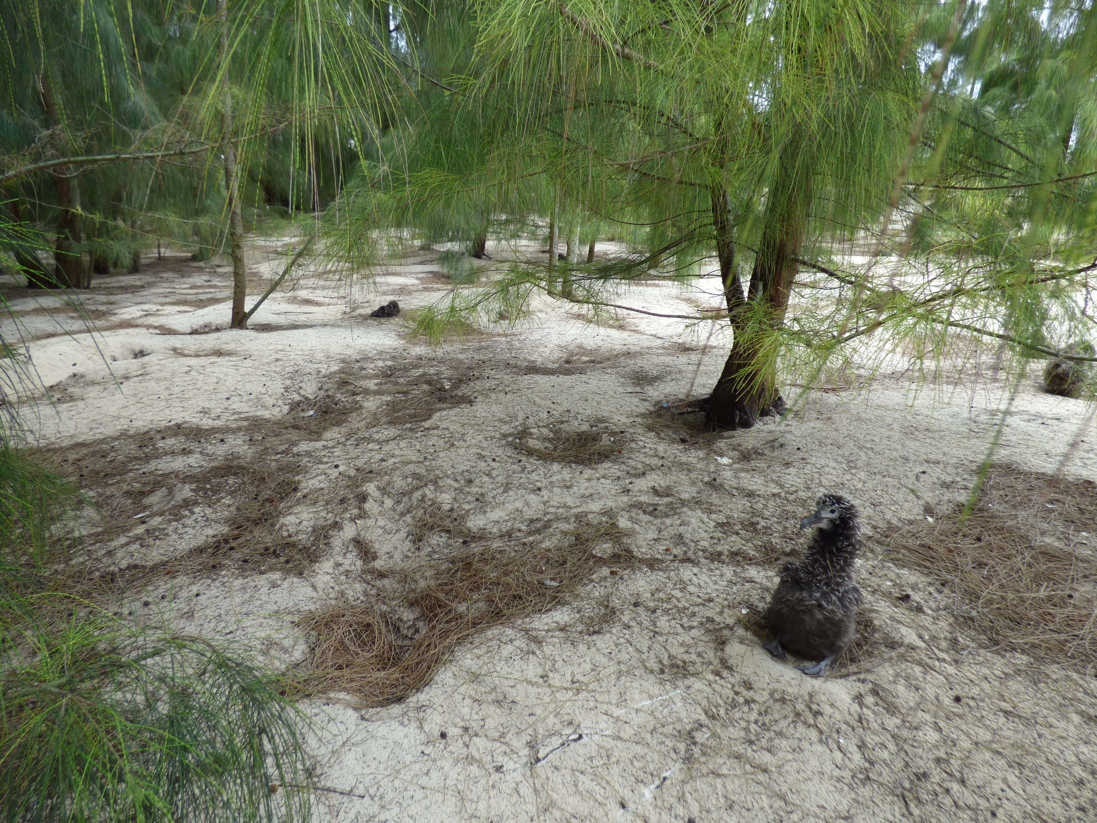 Image of gray sheoak