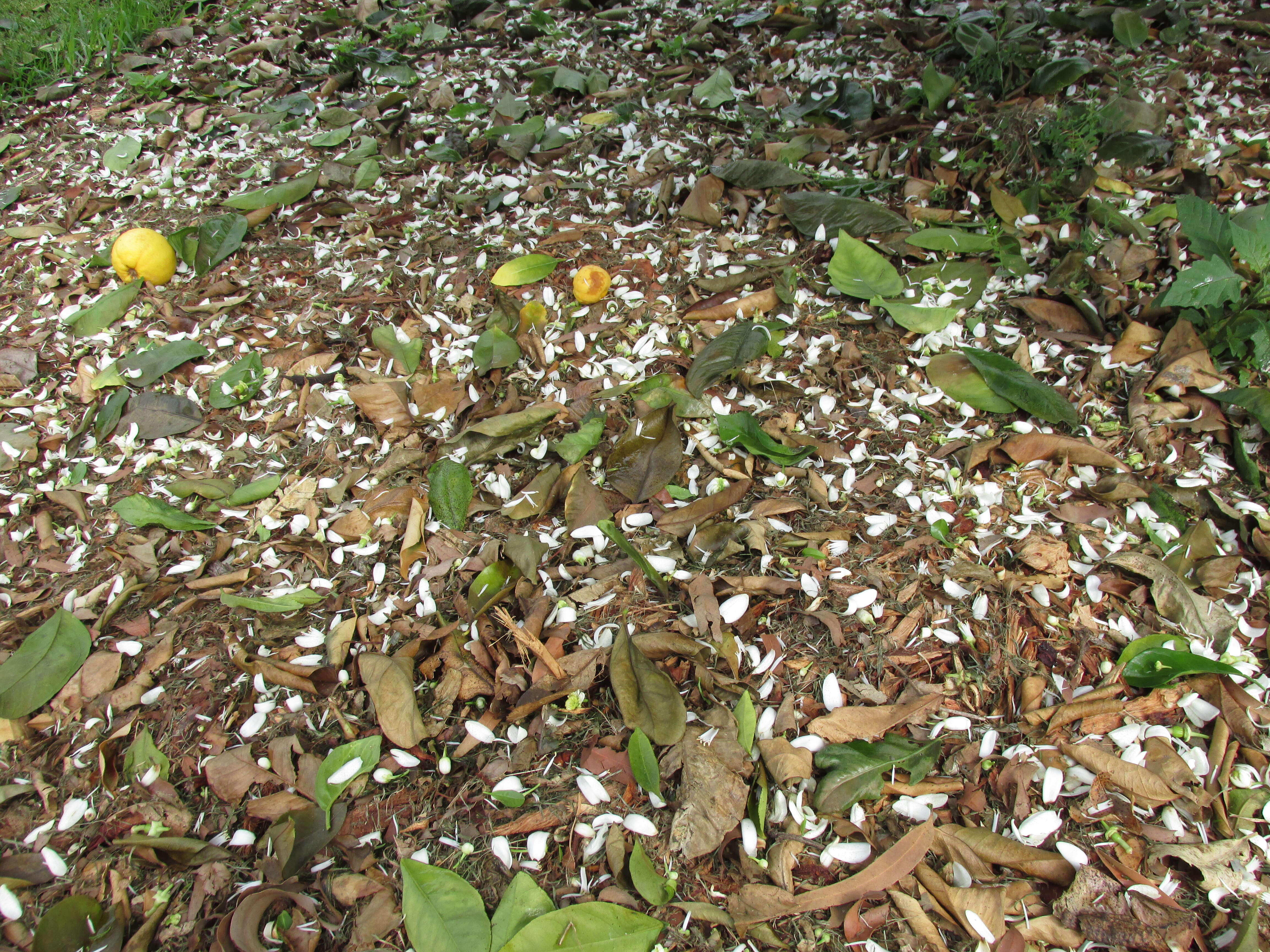 Image of Citrus × sinensis