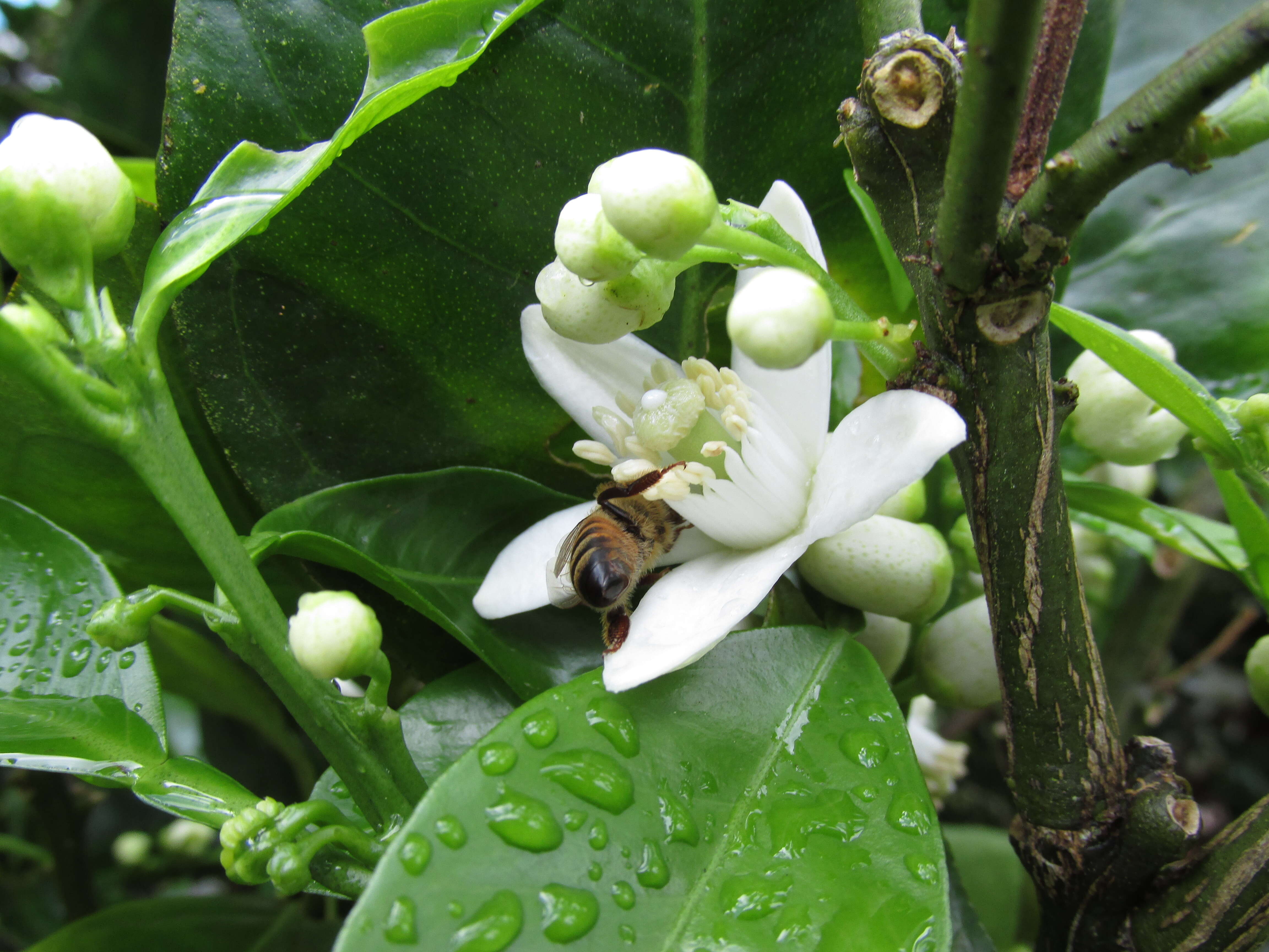 Image of Citrus × sinensis