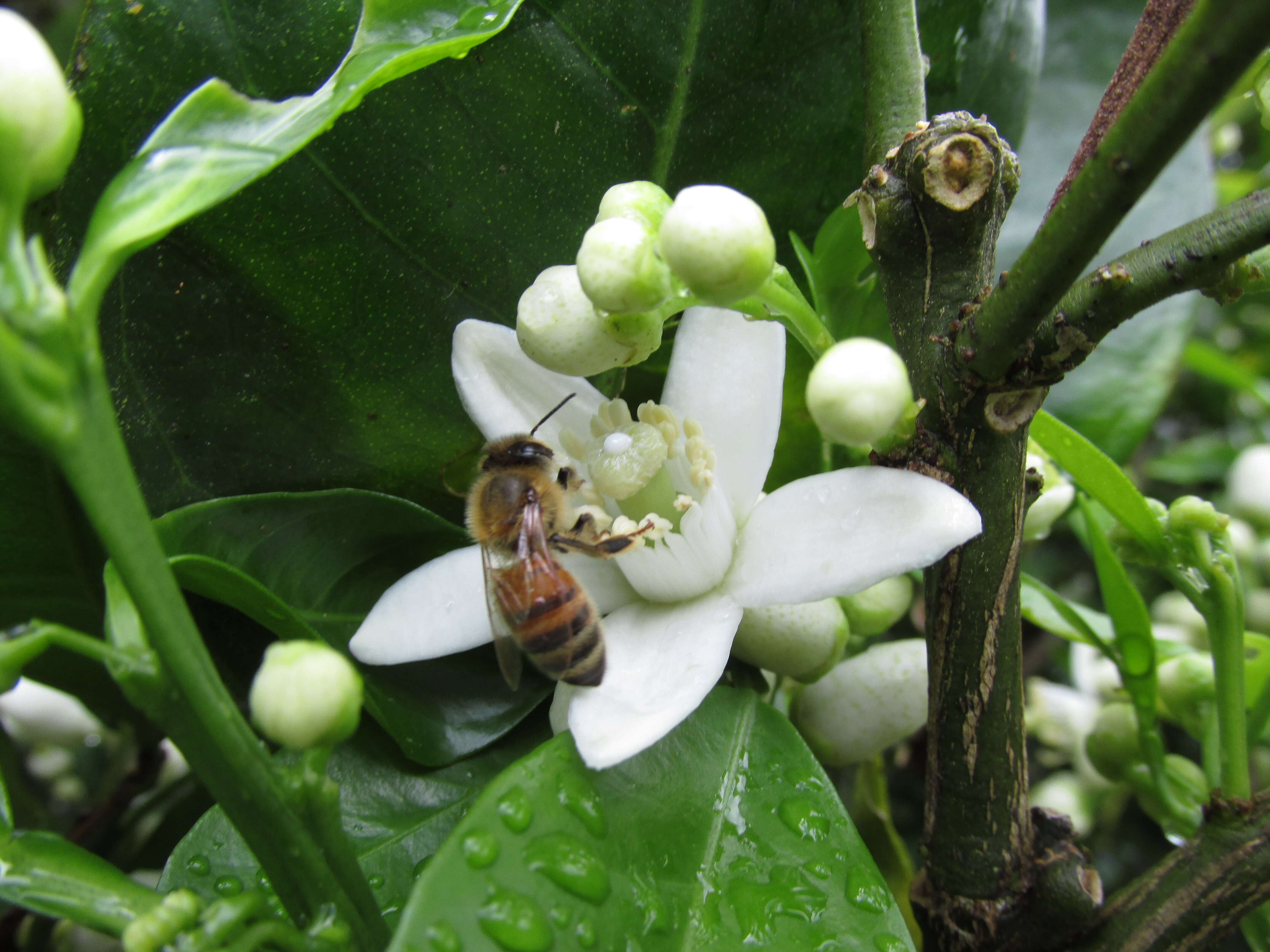 Image of Citrus × sinensis