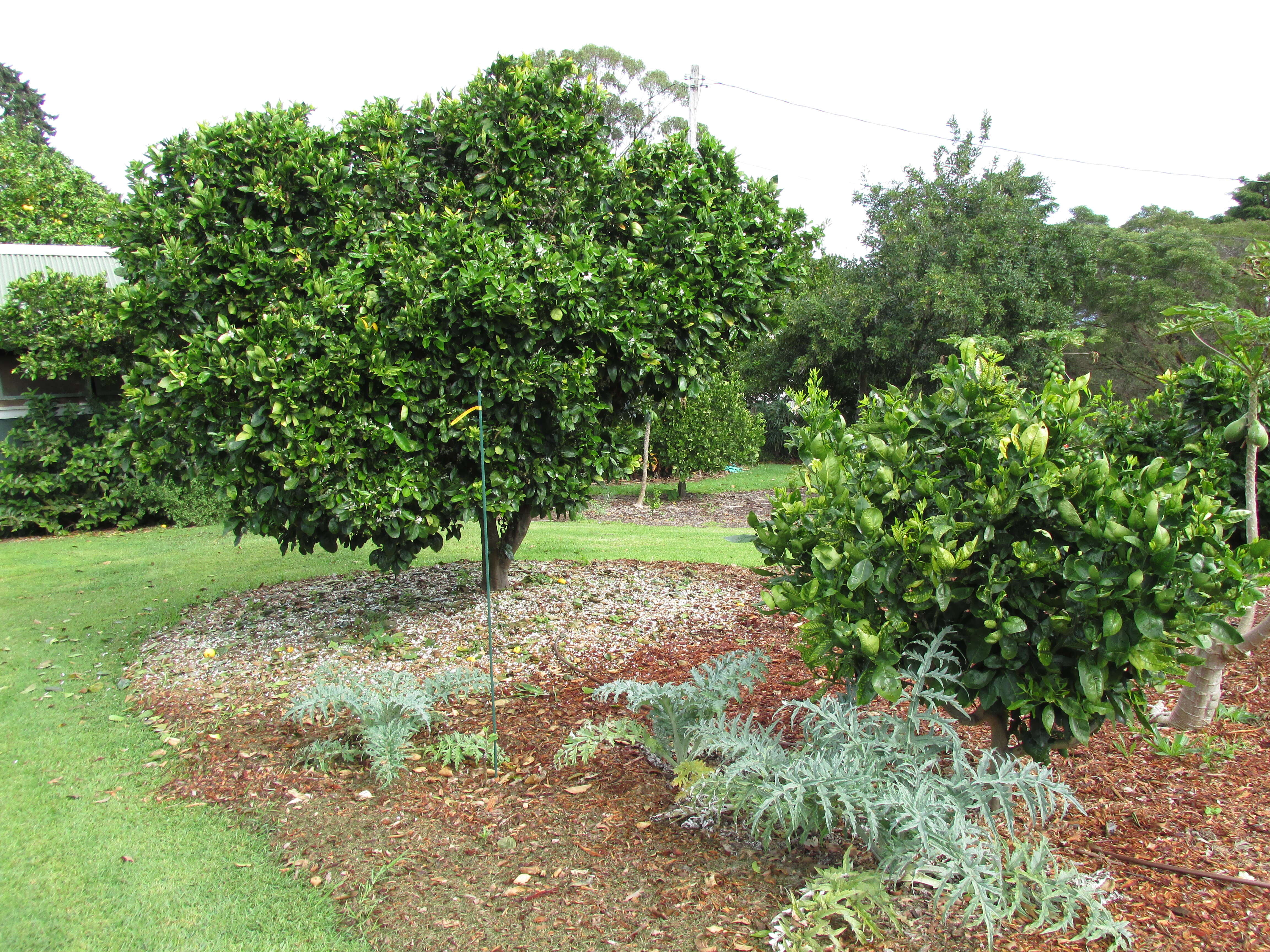 Image of Citrus × sinensis