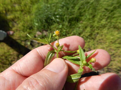 Image of Smooth peruvian daisy