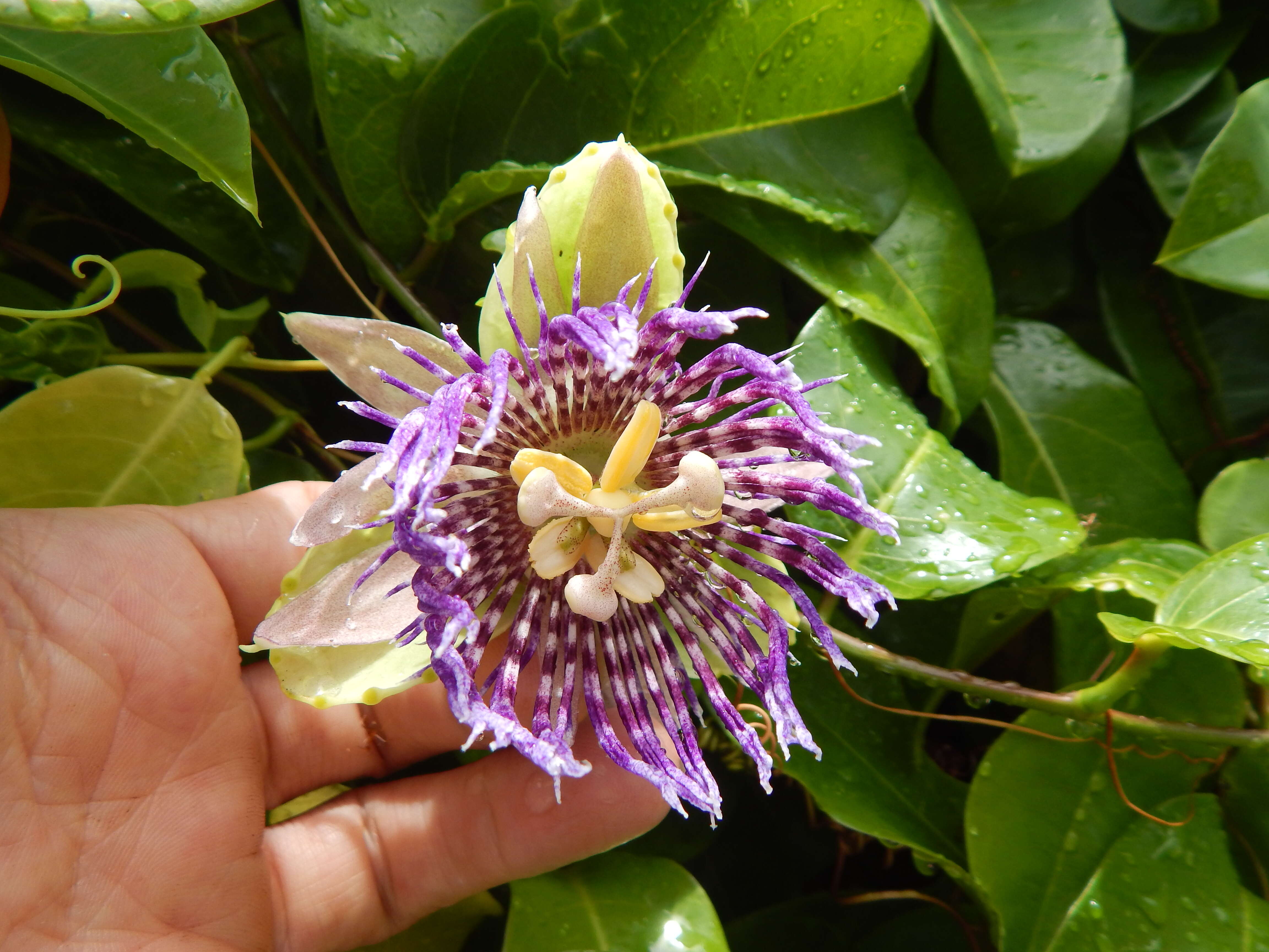 Sivun Passiflora laurifolia L. kuva