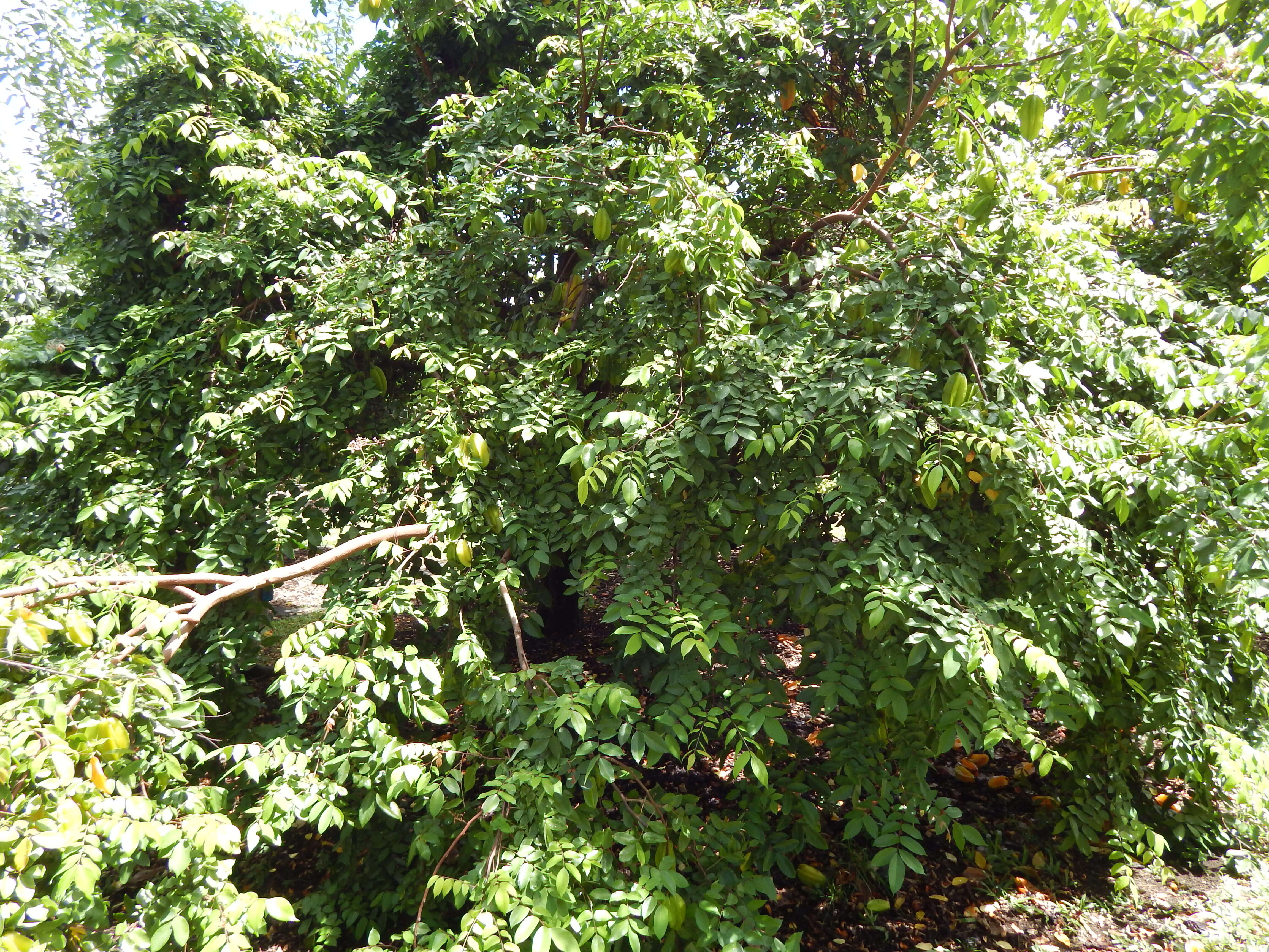 Image of carambola