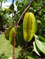 Image of carambola