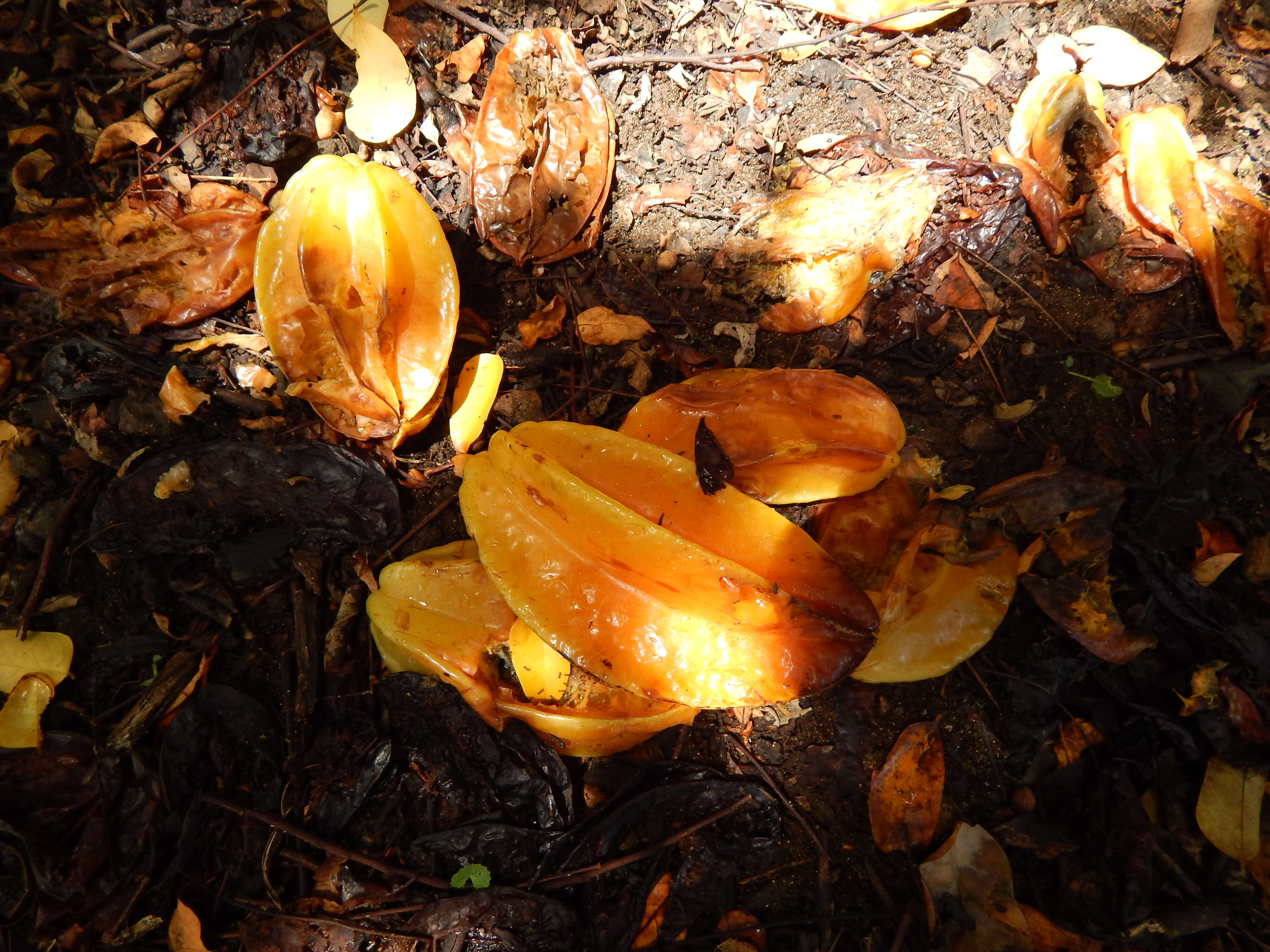 Image of carambola