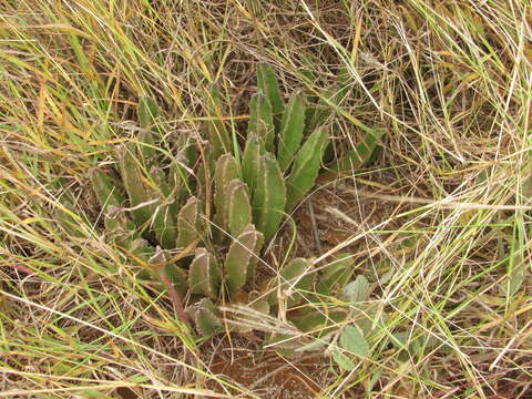 Image de Ceropegia gigantea (N. E. Br.) Bruyns