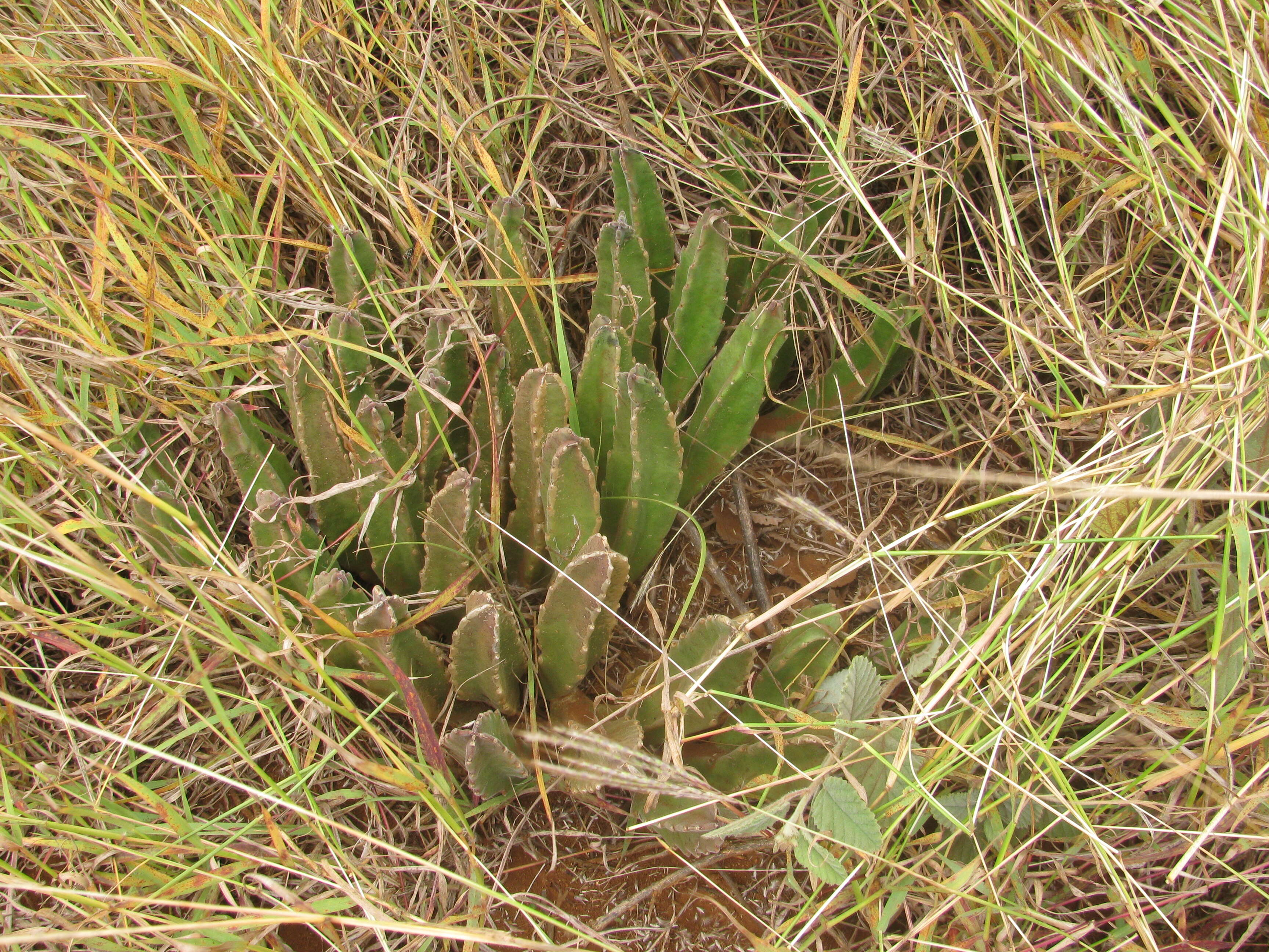 Image de Ceropegia gigantea (N. E. Br.) Bruyns