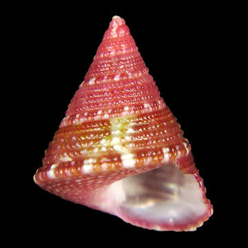 Image of Jujubinus geographicus Poppe, Tagaro & Dekker 2006