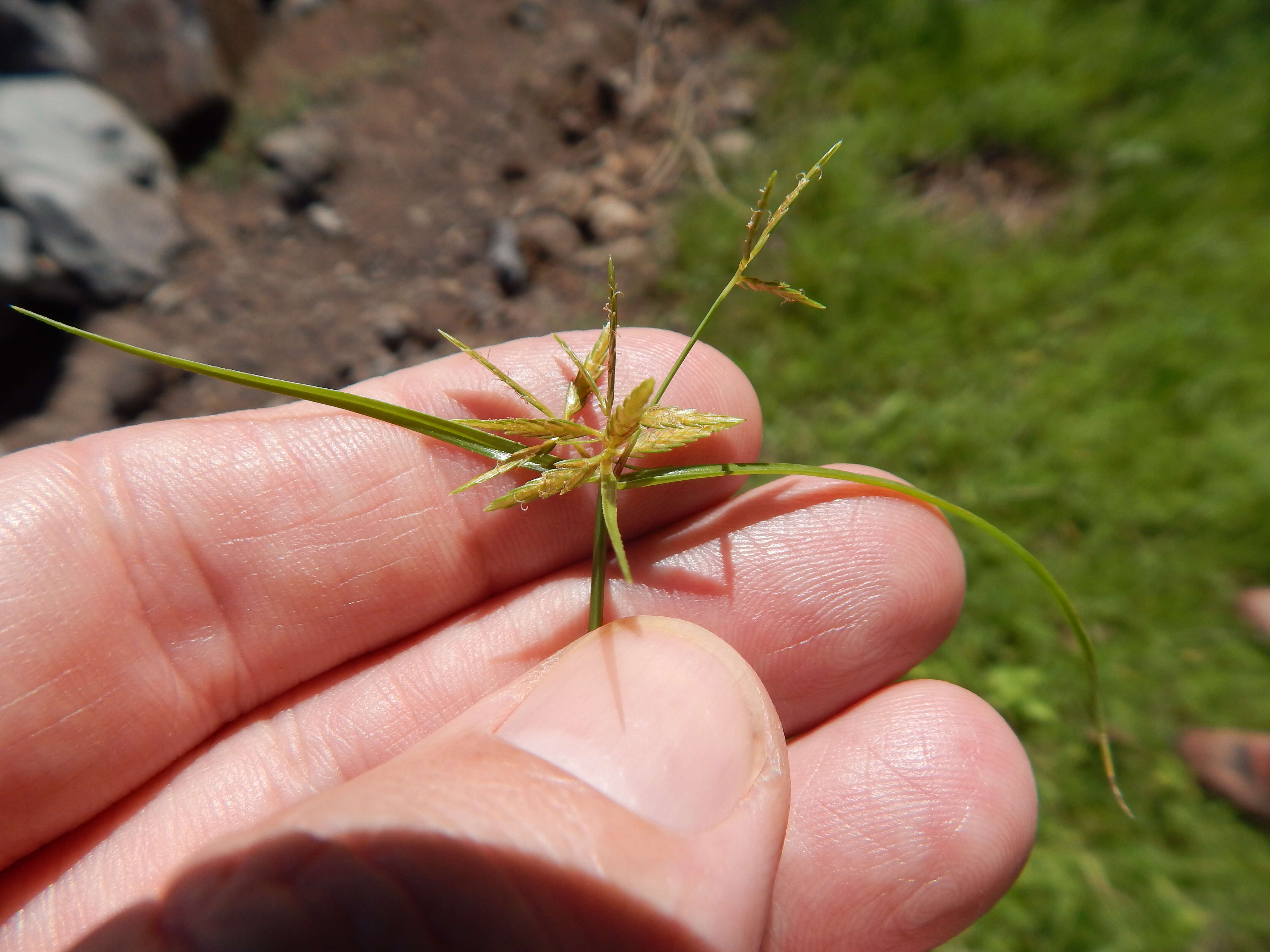 Image of nutgrass